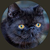 Medium profile picture for @cursor