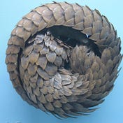 Inside the Pangolin Trade