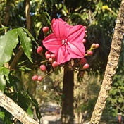 Khofifah