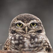 The Little Owl