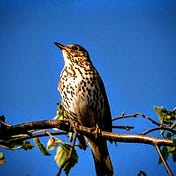 Marvis The Thrush