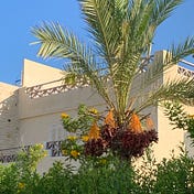 Nefissa And Mambo