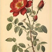Theo Rose