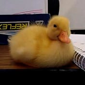 Cryptoduckling