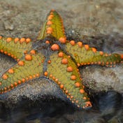 starfishmainly