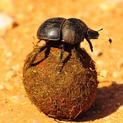 Cool Dung Bettle