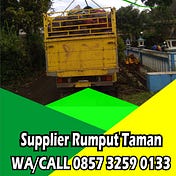 Jual Rumput Hias