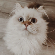 Noëlie Roux