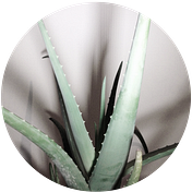 Medium profile picture for @Ritual