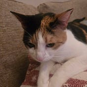 Yogesh Raj Bhattarai