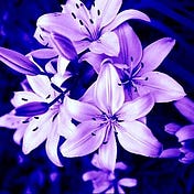 purple lilies