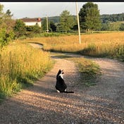 The Freedom Farmer