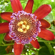 Flor de maracujá