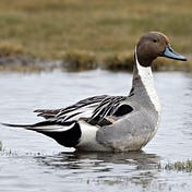 Pintail