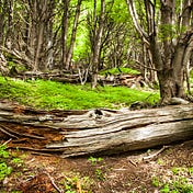 A Talking Log