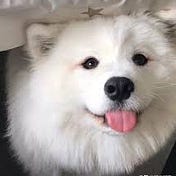 Ivory Wang