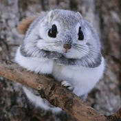 FlyingSquirrel