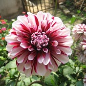 A. Shinde