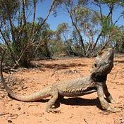 Kyle M.'s Environmental Studies Blog