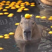 JazzyCapybaraWannabe