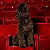 Theaterhound
