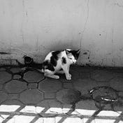 arkived