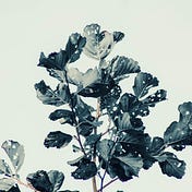 S.A