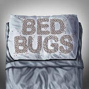 Medium profile picture for @BedBugs