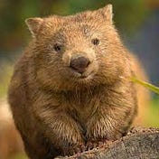 The Writing Wombat ʕ •ᴥ•ʔ