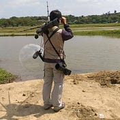 Taiwan Bird Guide Unofficial Blog