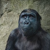 Sensible Ape