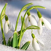 Snowdrop