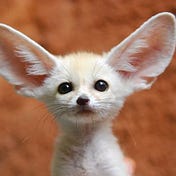 Crypto Fennec