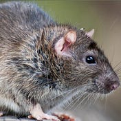 Gray Rat