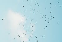 David Attenborough Narrates the Great Twitter Migration