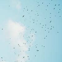 David Attenborough Narrates the Great Twitter Migration