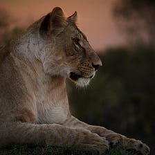 The Lioness