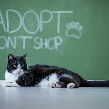 How to Adopt a Stray Cat