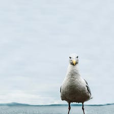 Seven Steadfast Ways to Survive a Seagull Attack