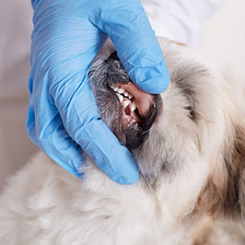 Understanding And Caring For Your Dog’s Teeth And Oral Health