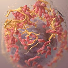 How a Vitamin Transporter Can Be Used As a Cancer Therapeutic