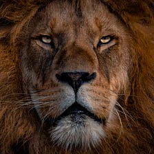 “The Lion’s Gaze,” “The Narativ Method,” and storytelling for professionals.