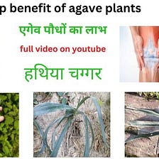 The top benefit of agave plants