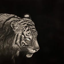 Tiger Drawing