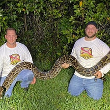 Watch Florida Man Catch Large, 16ft Burmese Python With His Naked Arms -The Breaking Information