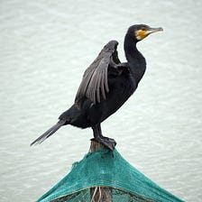 Cormorant