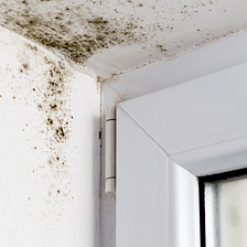How Mold Can Affect Your Health