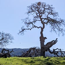 Free Will, Immortality, and Sylvia