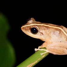 Occupancy and probability of detection of the introduced population of Eleutherodactylus coqui in…