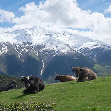 The Secret to Losing Fat and Gaining Muscle: Whey protein